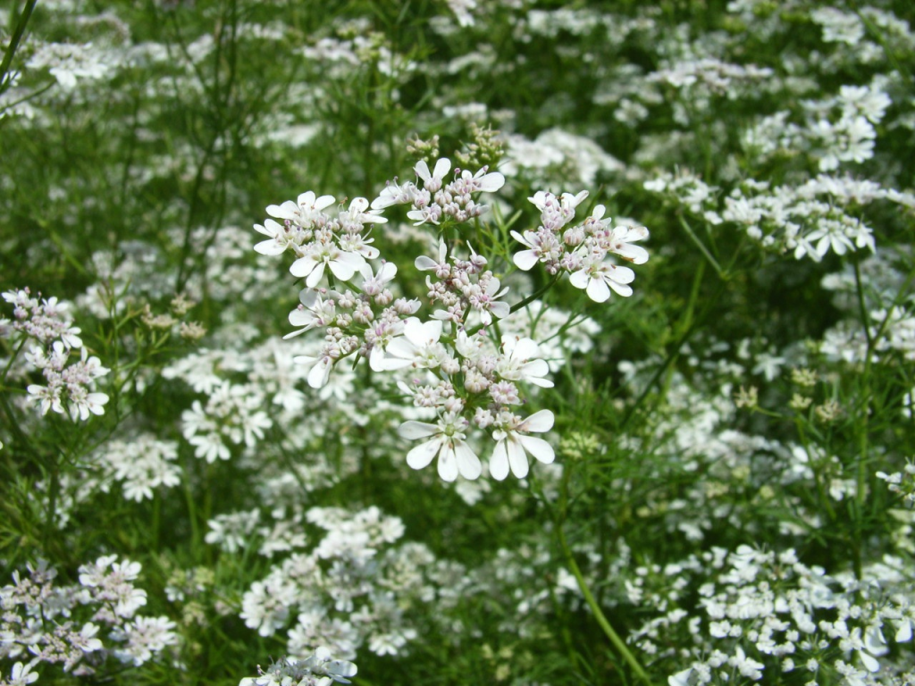 Anijs (Pimpinella anisum)