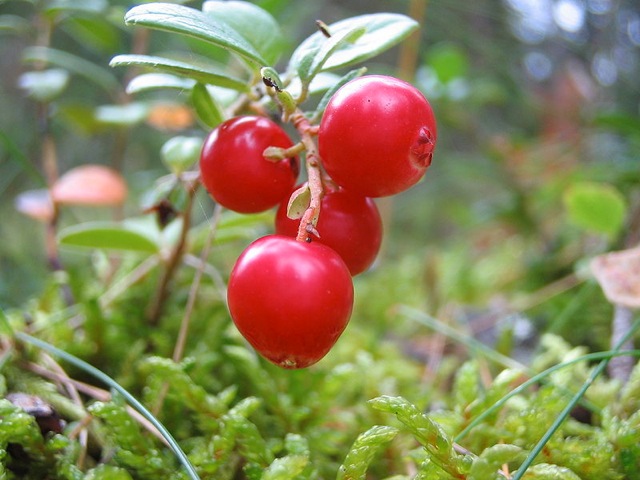 Rode bosbes (Vaccinium vitis-idaea)