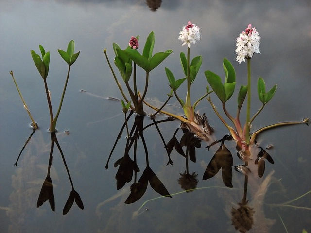 Waterdrieblad (Menyanthes trifoliata)