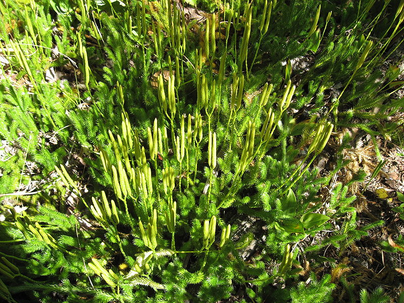 Wolfsklauw (Lycopodium clavatum)